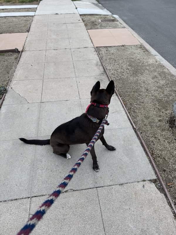 A picture of a black dog named Bowie sitting, taken on May 6 2025 at 6:07 am